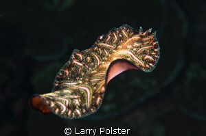 Unidentified flat worm swimming. D300-60mm by Larry Polster 